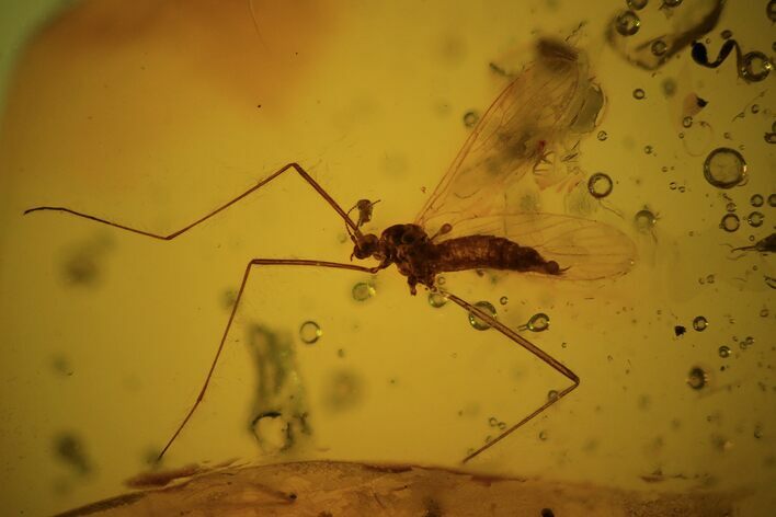 Fossil Crane Fly (Limoniidae) In Baltic Amber #81734